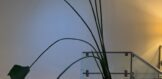 IMG_1336 (1)